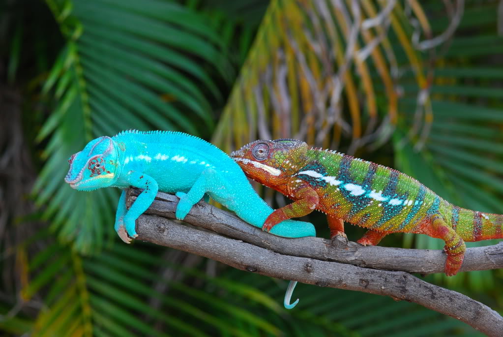 Why Do Chameleons Change Color 50 Shades Of Chameleons Effy Moom Free Coloring Picture wallpaper give a chance to color on the wall without getting in trouble! Fill the walls of your home or office with stress-relieving [effymoom.blogspot.com]